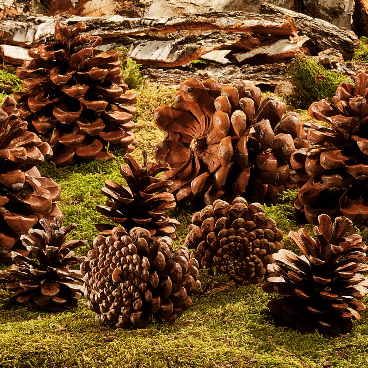 articles__parsemer_pommes_de_pin_environ_50_pices_3.webp DecoWoerner Articles à Parsemer Pommes De Pin, Environ 50 Pièces