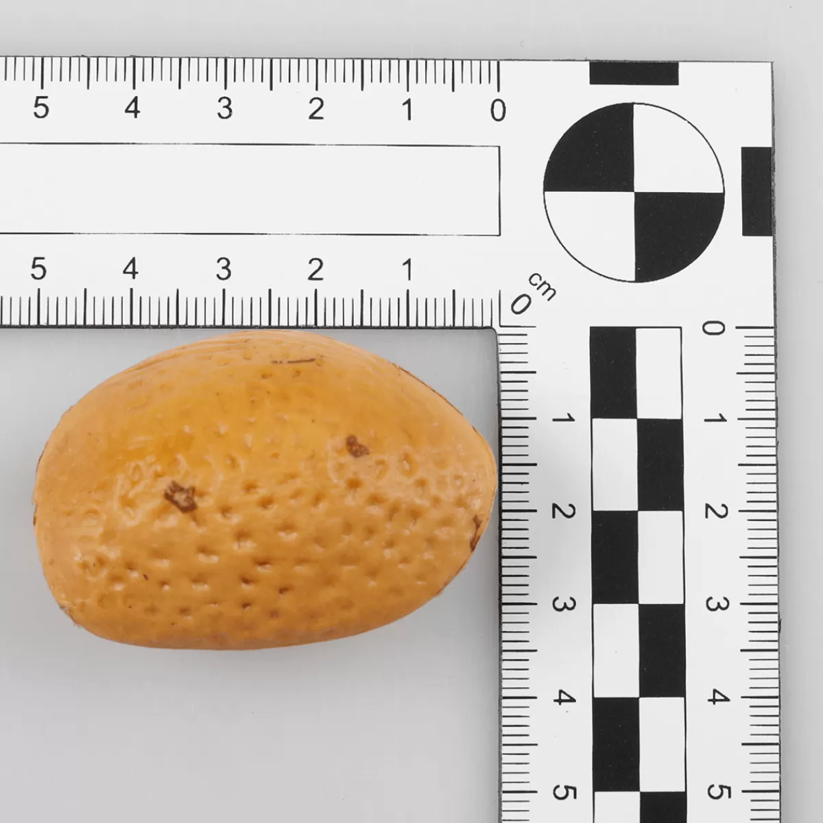 DecoWoerner Assortiment De Noix Mélangées - Faux Aliments Sachet De 200 G