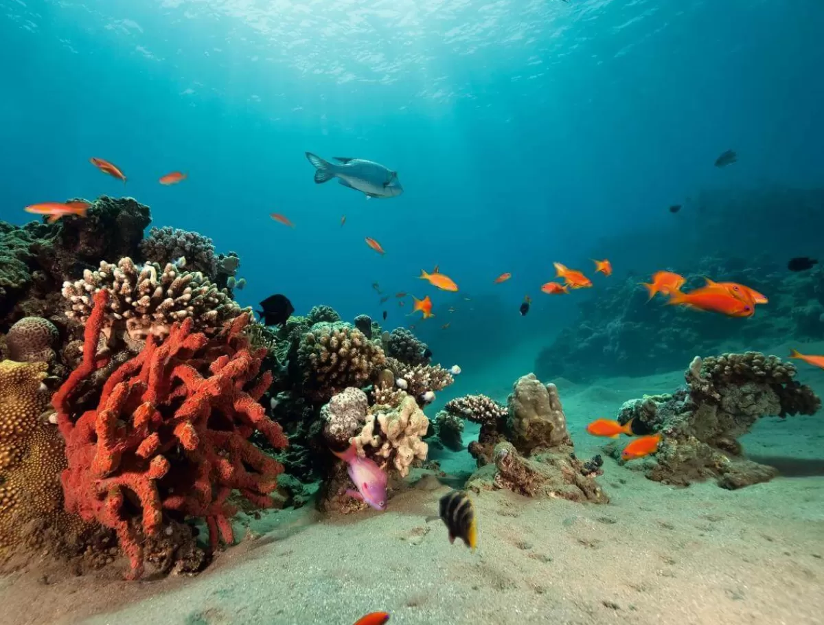 DecoWoerner Bannière Bâche XXL Récif Corallien Avec Poissons Exotiques 2,5 X 3,3 M