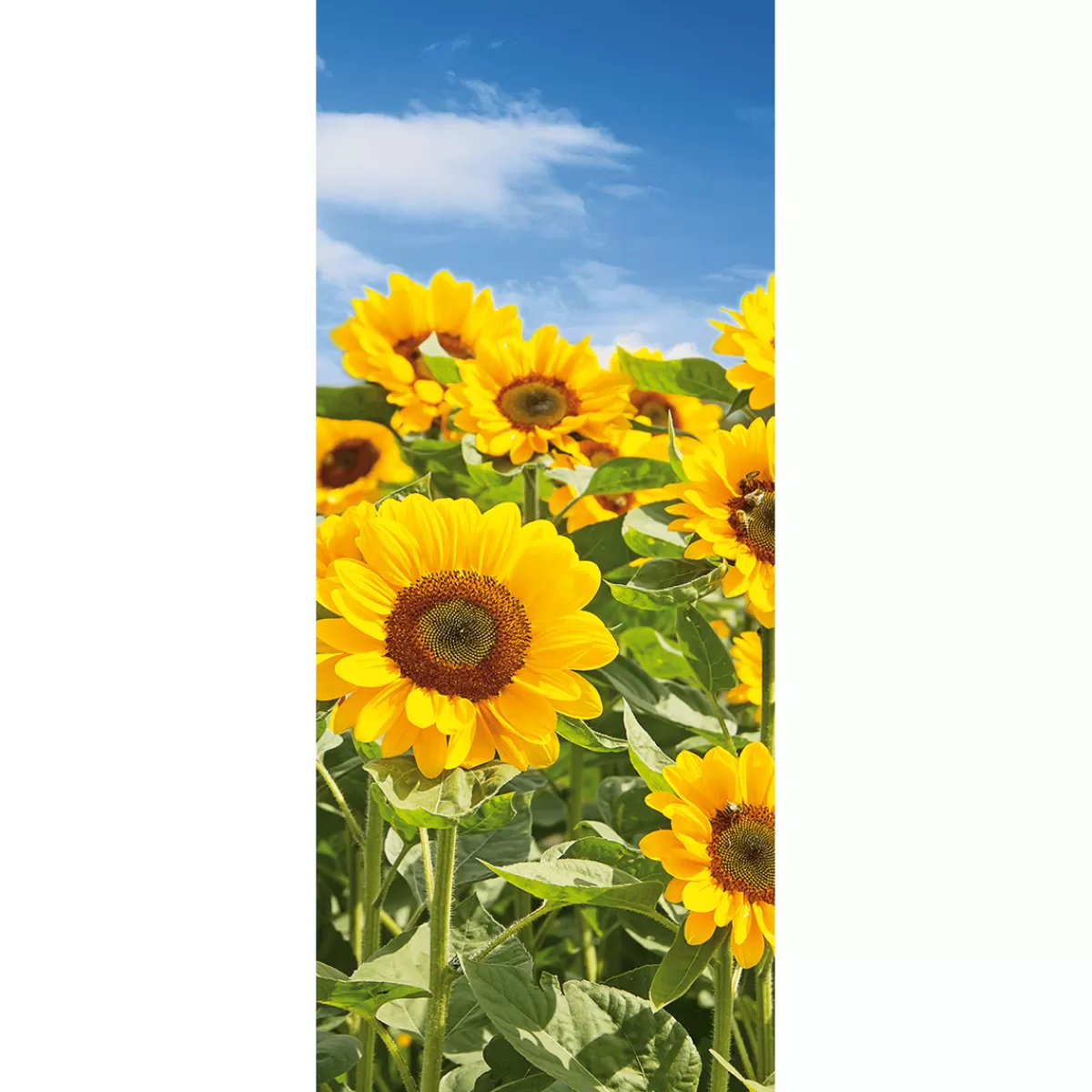 DecoWoerner Bannière En Tissu Champ De Tournesols 75 X 180 Cm