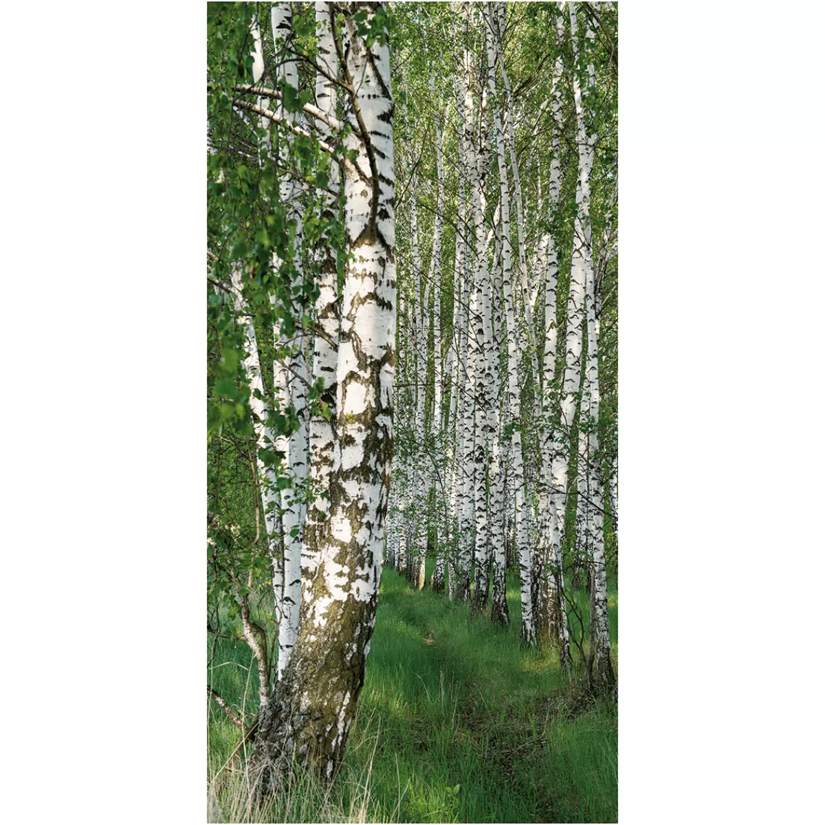 DecoWoerner Bannière En Tissu De Fibres Naturelles Résistant à La Lumière "Forêt De Bouleaux" En Coton 100 X 200 Cm