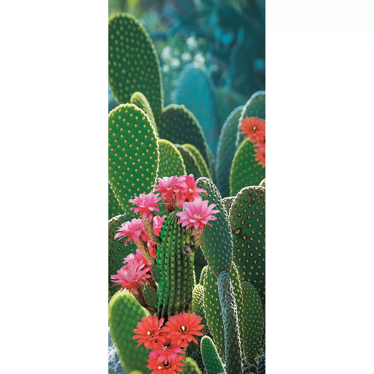 DecoWoerner Bannière En Tissu Ignífuga "cactus En Fleurs" En Tissu Pour Drapeau 75 X 180 Cm