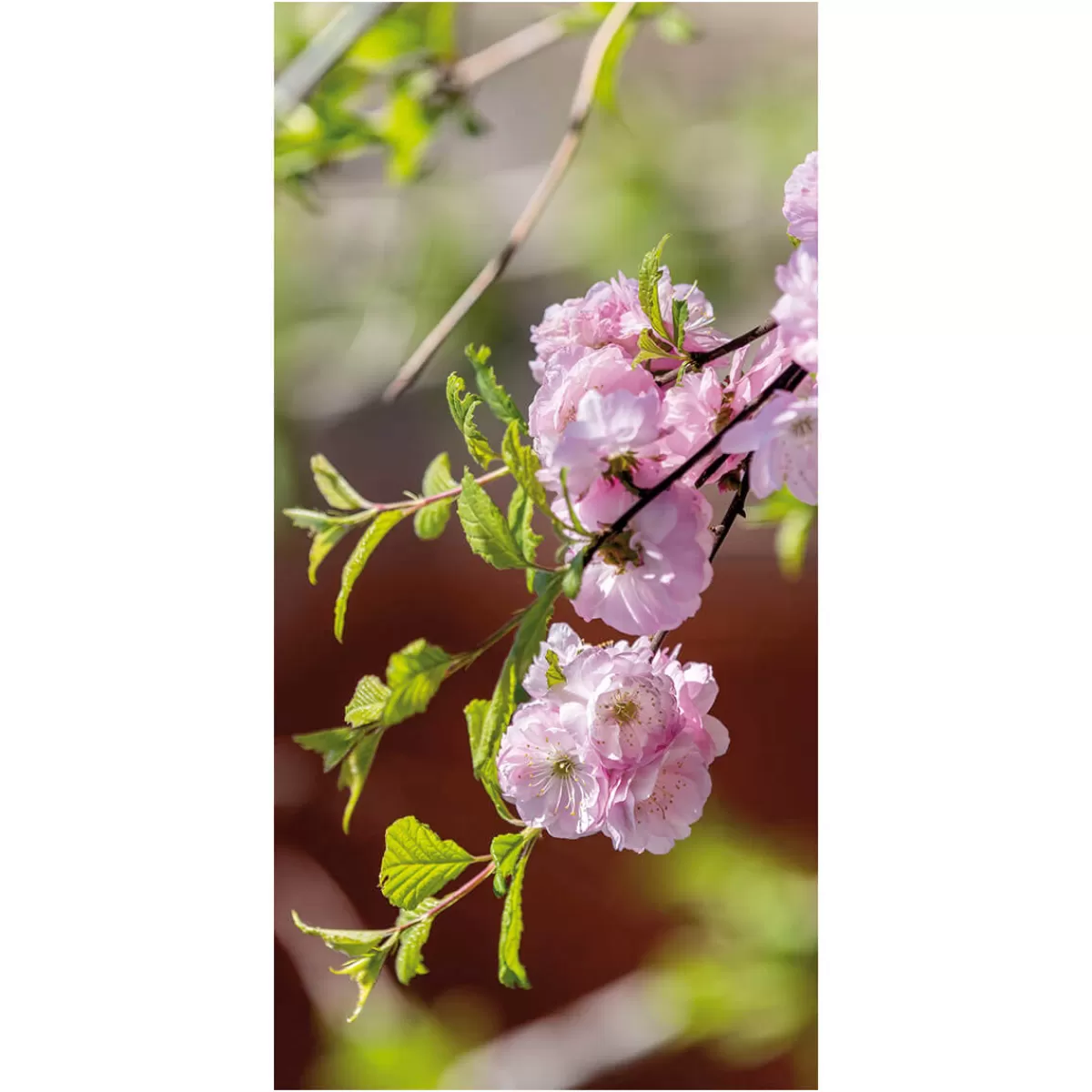 DecoWoerner Bannière En Tissu Ignifugé "branche De Cerisier " En Tissu Pour Drapeau 100 X 200 Cm