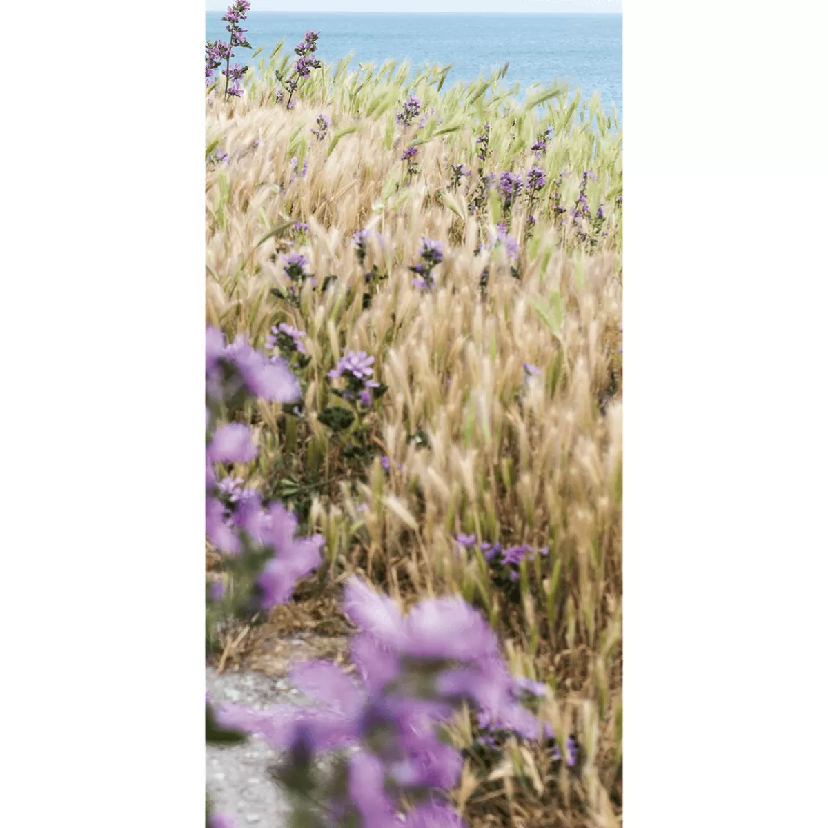 DecoWoerner Bannière En Tissu Ignifugé "Champ D'avoine" En Tissu Pour Drapeau 100 X 200 Cm