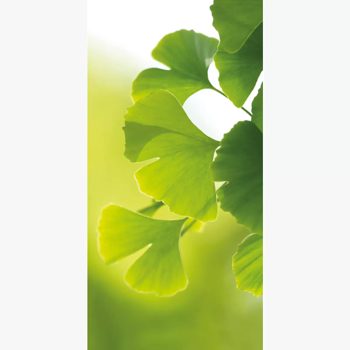 DecoWoerner Bannière En Tissu Ignifugé "Ginkgo" En Tissu Pour Drapeau 100 X 200 Cm