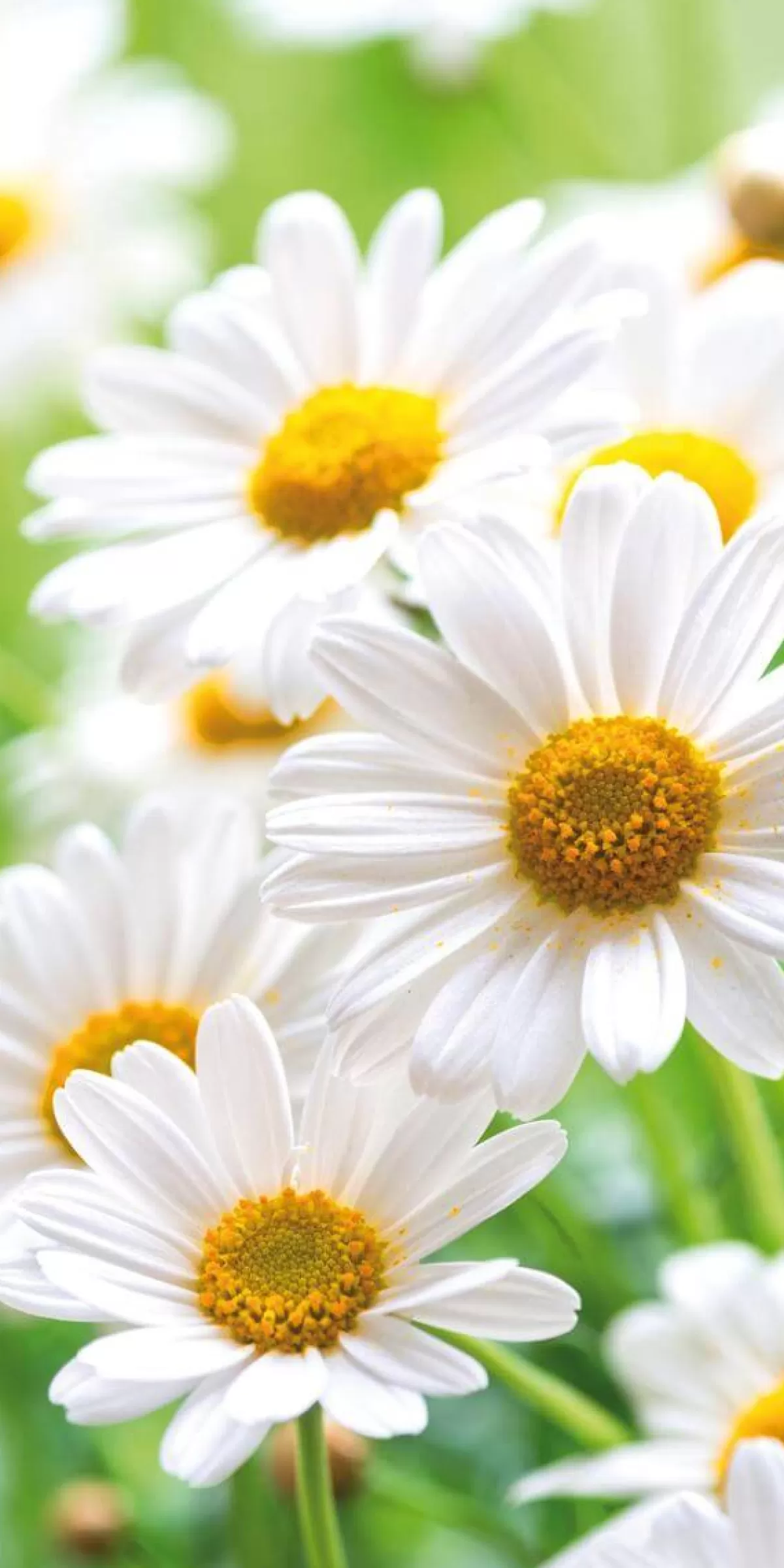 DecoWoerner Bannière En Tissu Ignifugé "marguerites hes" En Tissu Pour Drapeau 100 X 200 Cm