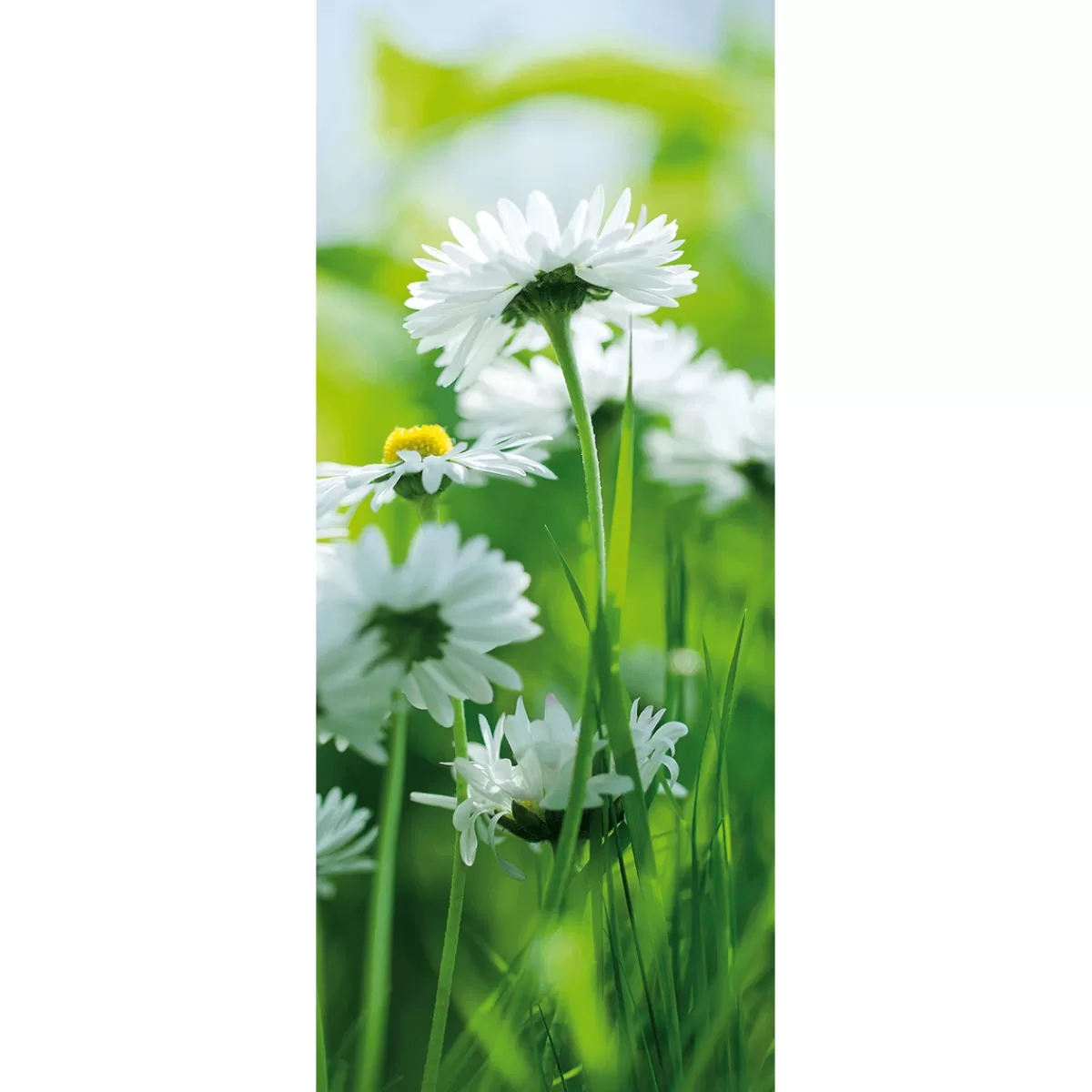 DecoWoerner Bannière En Tissu Ignifugé "pâquerettes hes" En Tissu Pour Drapeau 75 X 180 Cm