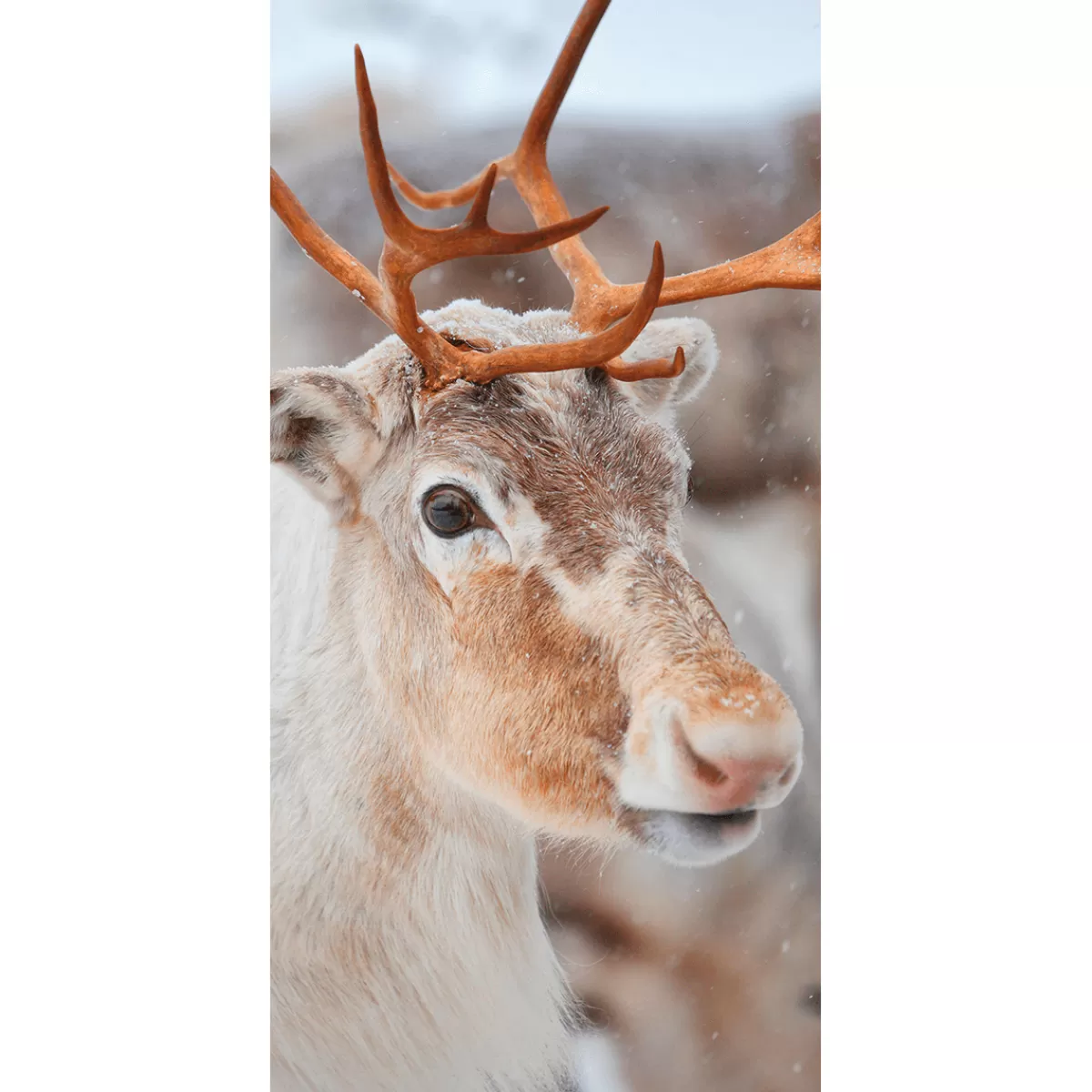 DecoWoerner Bannière En Tissu Ignifugé "Renne" En Tissu Pour Drapeau 100 X 200 Cm