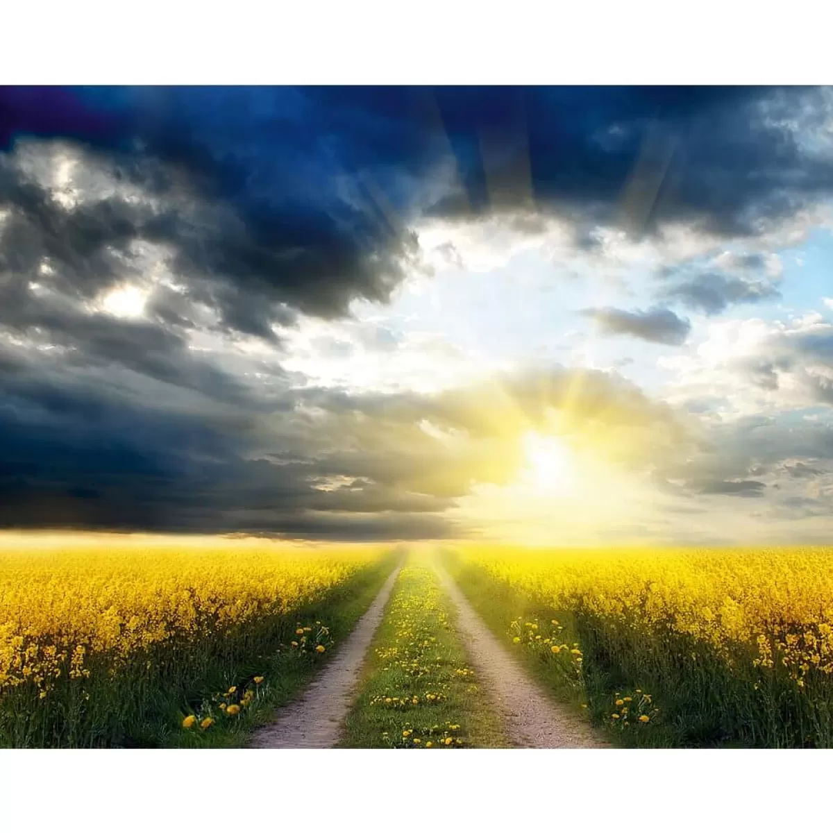 DecoWoerner Bannière XXL "Champ De Colza" En Bâche De Camion Difficilement Inflammable 250 X 330 Cm