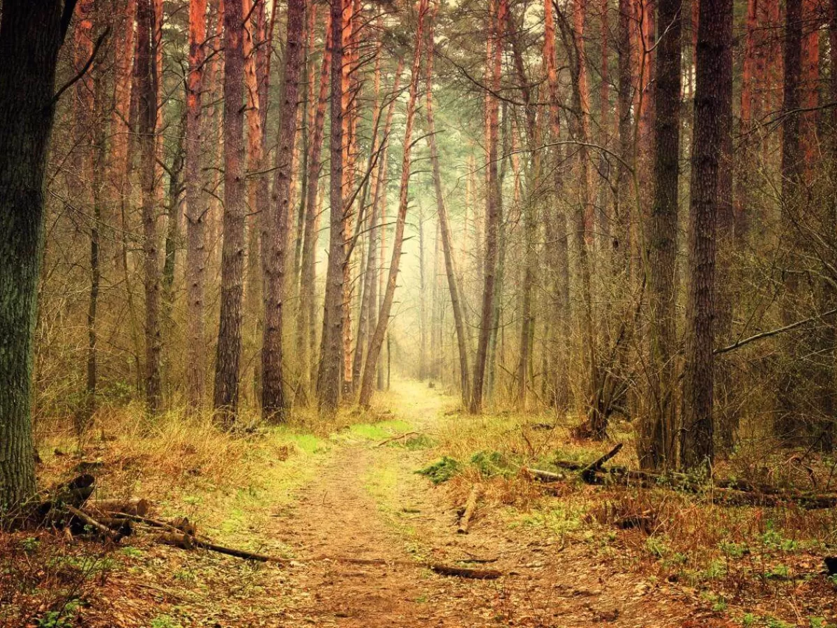 DecoWoerner Bannière XXL "Chemin Forestier Automnal" En Bâche De Camion Ignifuge 250 X 330 Cm