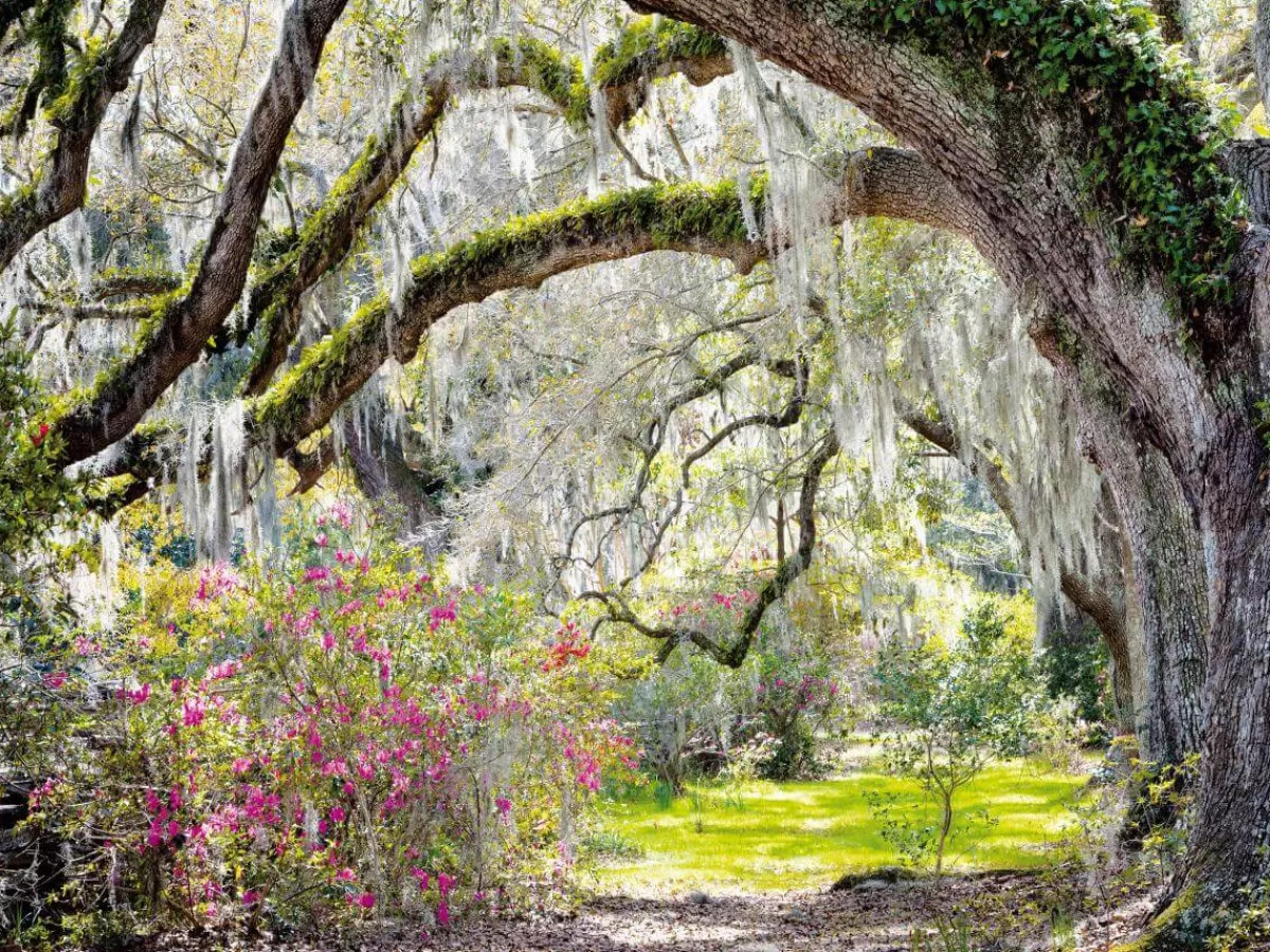 DecoWoerner Bannière XXL "Parc Avec Mousse Espagnole" En Bâche De Camion Difficilement Inflammable 300 X 400 Cm