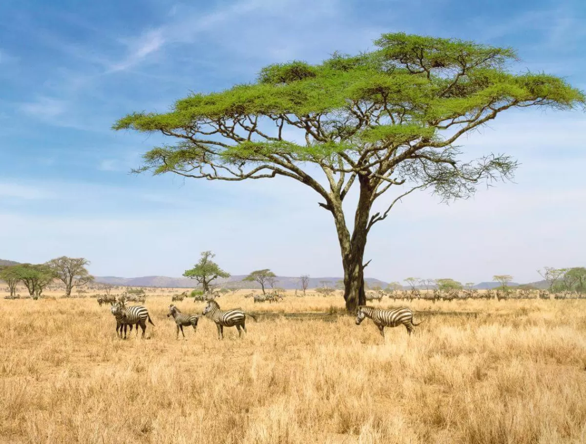 DecoWoerner Bâche XXL "African Savannah" Super Grand Format Bâche Camion Ignifugée 250 X 330 Cm