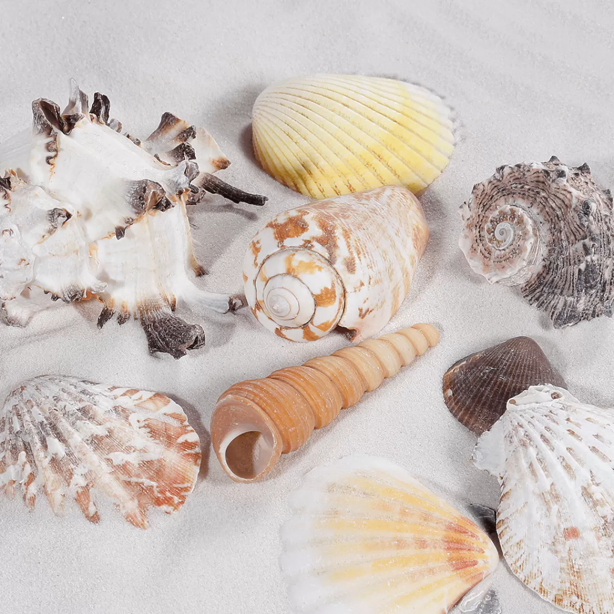 coquillages_et_escargots_dco_1400_g_5.webp DecoWoerner Coquillages Et Escargots Déco, 1400 G