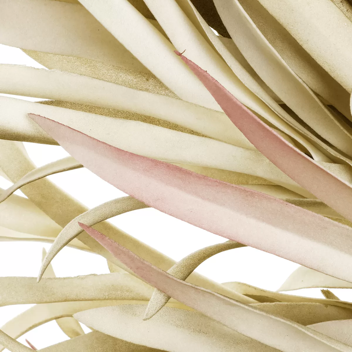 DecoWoerner Couronne De Porte Artificielle "saule" 75 Cm Clair