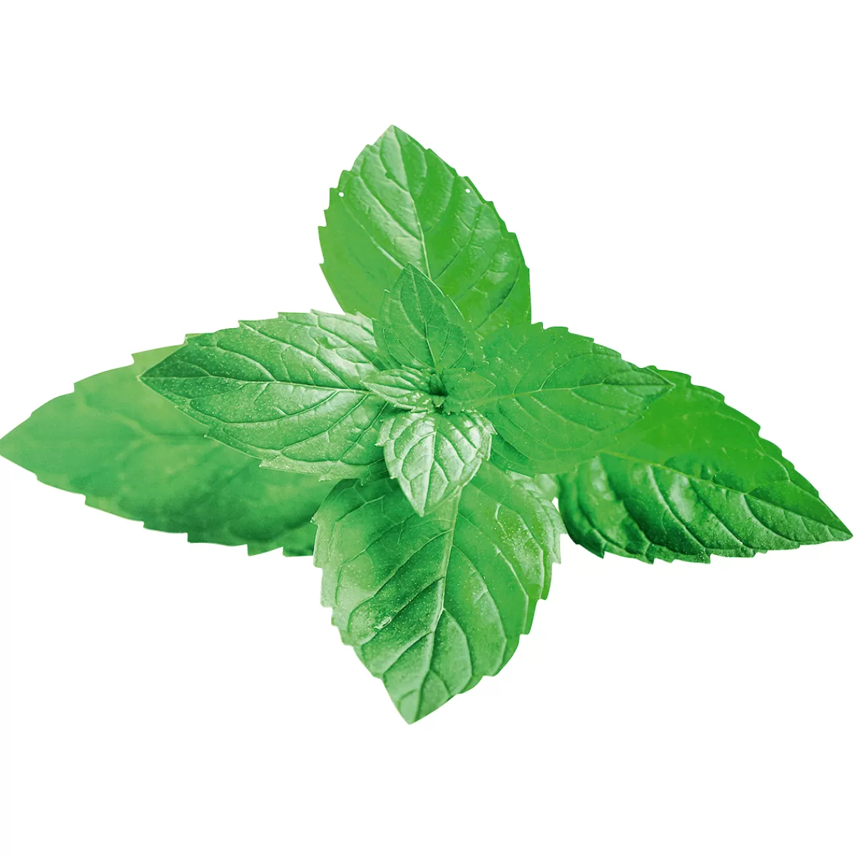 DecoWoerner Décor à Suspendre "Menthe" 42 X 55 Cm