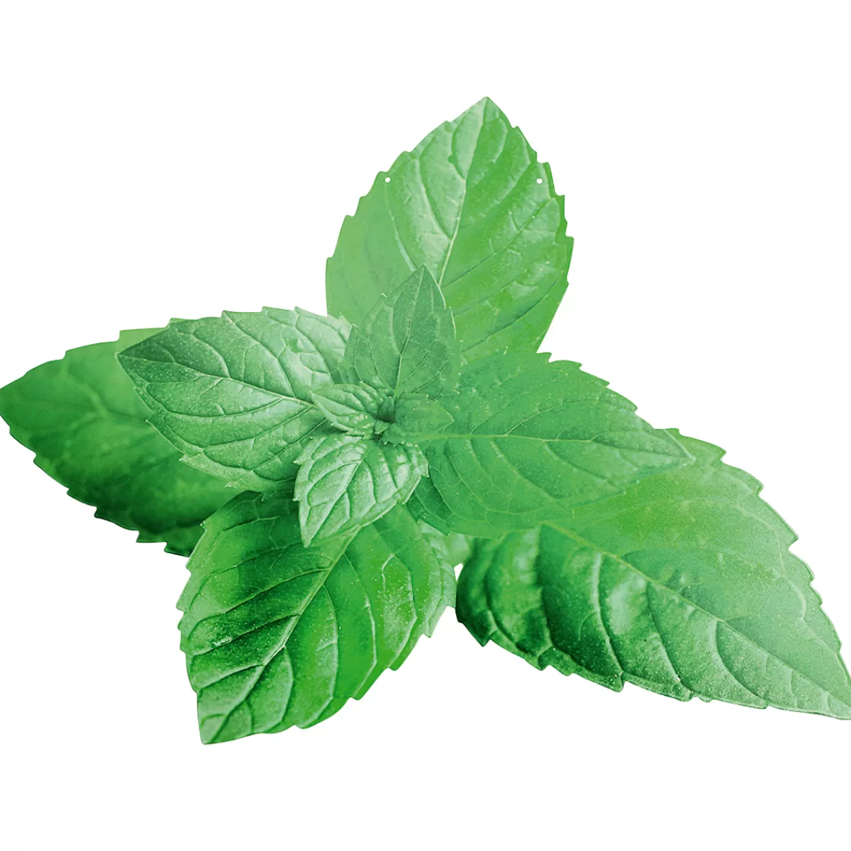 DecoWoerner Décor à Suspendre "Menthe" 42 X 55 Cm