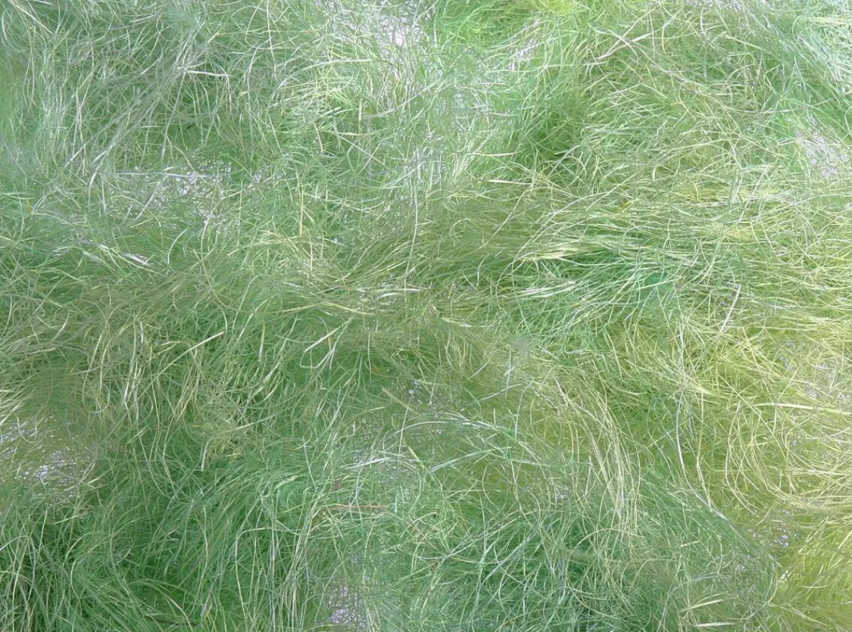 herbe_de_pques_verte_2.webp DecoWoerner Herbe De Pâques, e