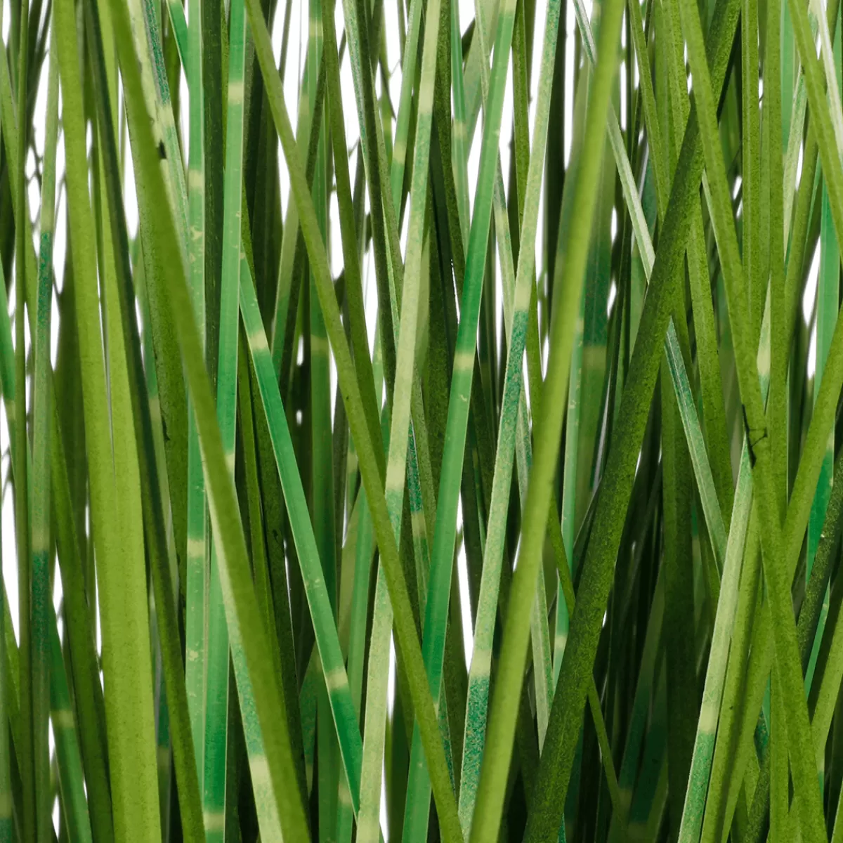 DecoWoerner Herbe Du Tigre Décorative XXL En Pot Blanc 150 Cm