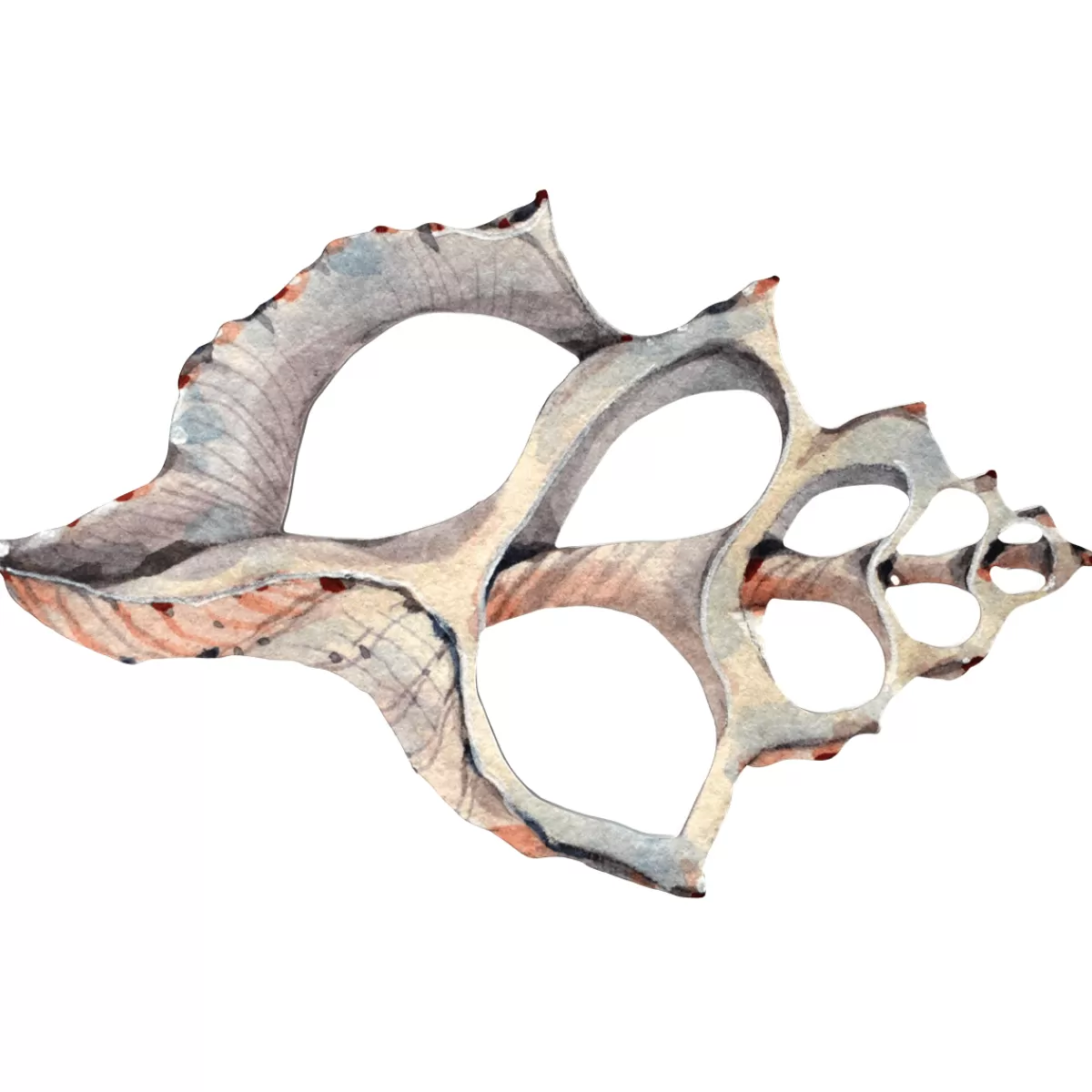 DecoWoerner Présentoir Décoratif De Coquillages 47 X 31 Cm