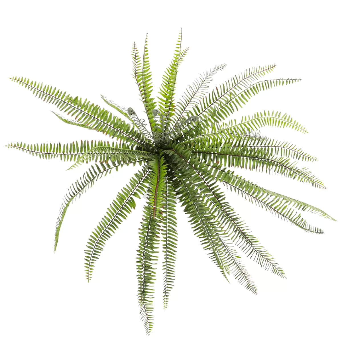 xxl_fougre__plante_artificielle_avec_tige_dinsertion_100_cm__3.webp DecoWoerner XXL Fougère - Plante Artificielle Avec Tige D'insertion 100 Cm Ø